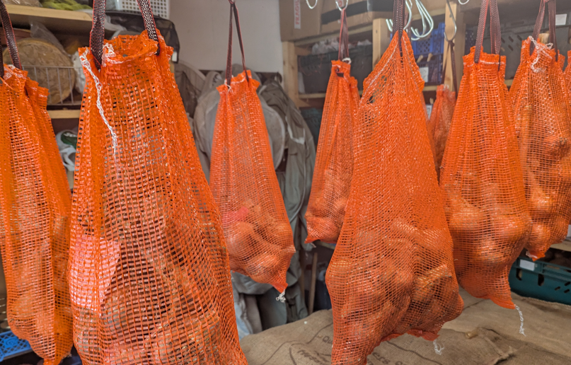 2026 Potato Onions In Storage