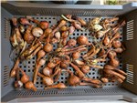 The 2026 Base Group of Potato Onions