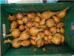 Half of the Category 1 Potato Onions from the 2026 Harvest
