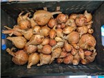 The second half of the Category 1 Potato Onions from the 2026 Harvest