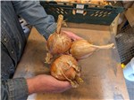 Some large single bulb onions.