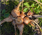 Potato Onion Example 2 from Cohort 25