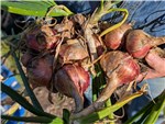 The Phoebe 5 Named Line from Cohort 25