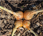 Potato Onion Example 1 from Cohort 26