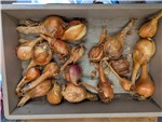 Grand Cohort Loose Bulbs