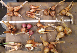 PotatoOnion_1