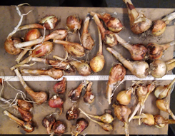 PotatoOnion_2