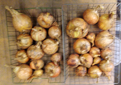 PotatoOnion_3