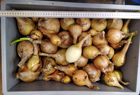PotatoOnion_4