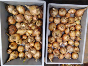 PotatoOnion_5