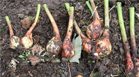 Some Double Potato Onions