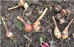 PotatoOnion_2