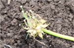 PotatoOnion_4