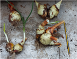 PotatoOnion_5