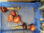 Potato Onion Red Group