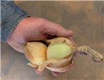 Potato Onion Split in First Year
