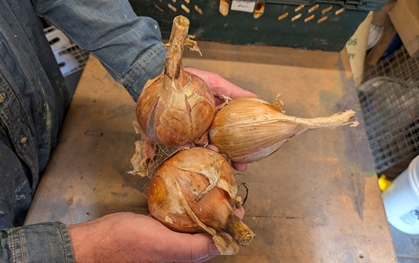 Three Single Bulb Onions 2026 Harvest